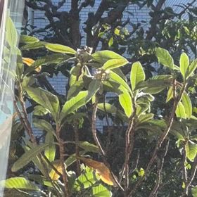 メジロの訪い　動画の画像