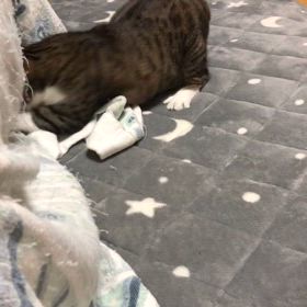 あらわなおおまた開きがお見事！の画像