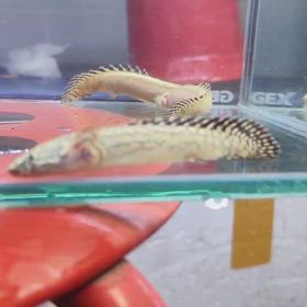 明日は激レア魚輸入！インドネシア便輸入です！の画像