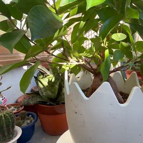 ガジュマルの枝を捻ってみた。の画像