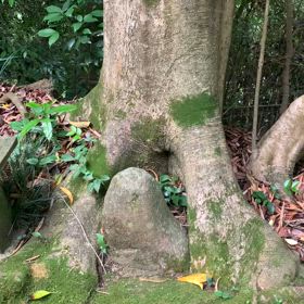 KIN71   青い猿　白い世界の橋渡し　音6の画像