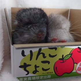 ご家族様募集のチンチラの双子ちゃん♪の画像