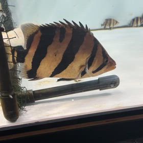 王様！泰國虎魚！シャムタイガーの画像