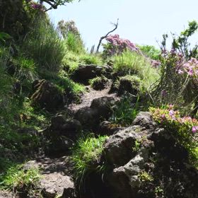 2025.6.5 大分県 鶴見岳にて。の画像