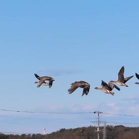 先日の「ヒシクイ（菱喰）」の画像
