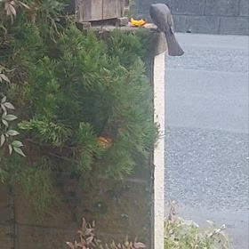 仲良く食べようよの画像