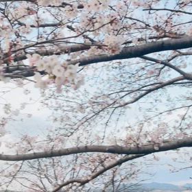 桜との風景動画の画像