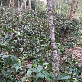 修剪阿薩姆茶樹 #有機茶#日月潭#水葉紅玉#老茶#梵音紅の画像