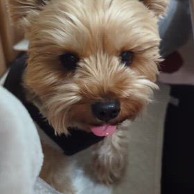 入院中の母を思い考えるの画像