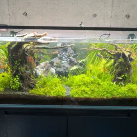 水中に滝を作ってきました魚の画像