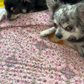 早食いのレオの画像