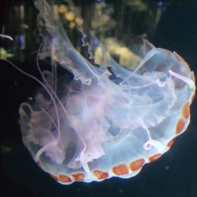 加茂水族館☆動画②クラゲいろいろの画像