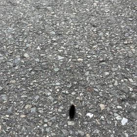 冬なのに毛虫さん歩いてたの画像
