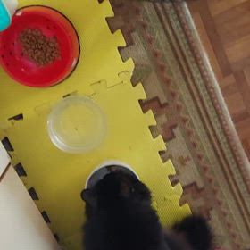 猫blogに変更しようかしら？の画像