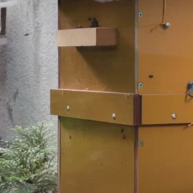 地蜂愛好会　蜂追い体験会の画像