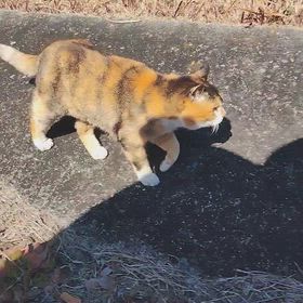 マーちゃん動画撮れましたฅ^•ω•^ฅの画像