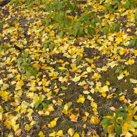 のんびりとシニアドライブの画像