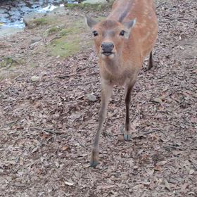 伊勢神宮から奈良公園の画像
