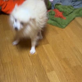 保護犬ぽんちゃんの画像