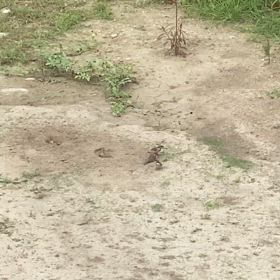 すずめの公衆浴場の画像