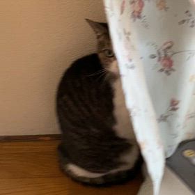 ”【緊急】預かりさん里親さんの募集【拡散希望】”の画像