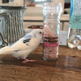 もよおしモノ？の画像