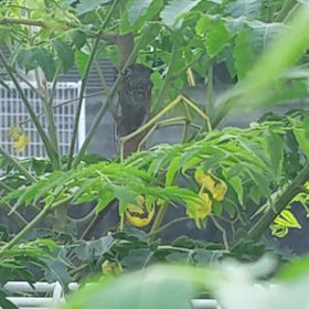 のんきな朝の通勤という名のさんぽ？の画像