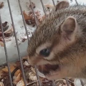 どんぐりの画像