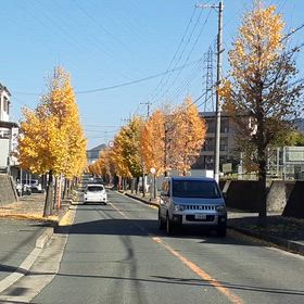 最後のイチョウ並木の画像