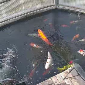 ダッシュ(笑)の画像