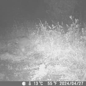 すぎぴたんの事件簿シーズン3　487話（のらウサギ）の画像