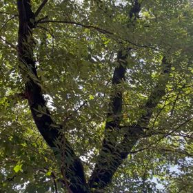 夏が過ぎる、、、の画像