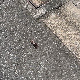 力尽きるの画像