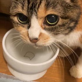 水飲む姿がとおといこももさん♡♡の画像