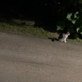 首里城で出会った猫ちゃんたちの画像