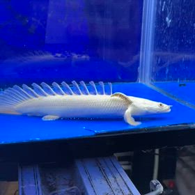 沖縄県のお客様に世界トップクラスの蜃気楼ご成約！の画像