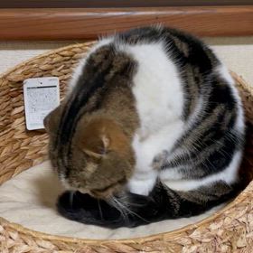 シッポ綺麗にするにゃーの画像