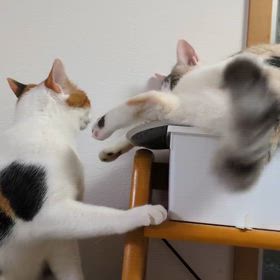 おんにゃの戦い！の画像