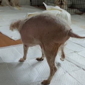 小型犬たち〜福岡県愛護センターよりのサムネイル画像