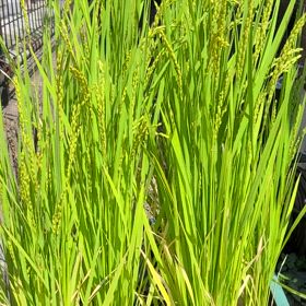 いのちの歴史を想う☆未来食セミナーScene1開催します☆の画像