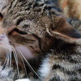 おやすみの画像