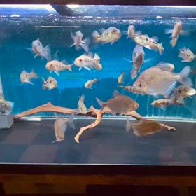 ★キクラ！軍団！大好評！★の画像