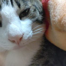 演歌が好きだニャの画像