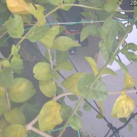 ジャスミンに住むバッタの画像