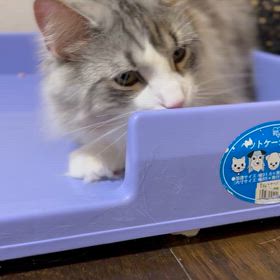 ジャックは明日1歳の画像