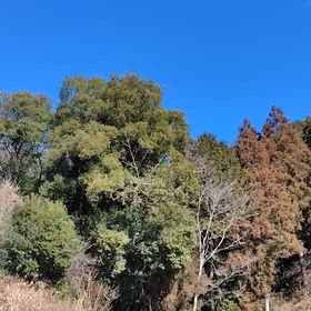 Woodpecker.の画像