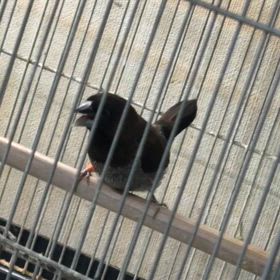 3／13お休みですの画像