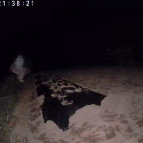 すぎぴたんの事件簿シーズン3　596話（飾りじゃないのよ涙は　ホォーホォー　フクロウ）の画像