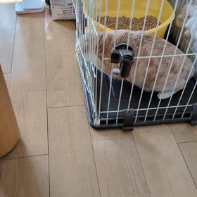 コワイコワイの画像