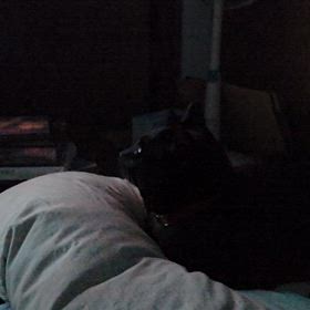 ゴジラを観るジェイの画像